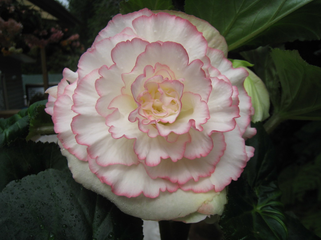B. ‘Nicole’